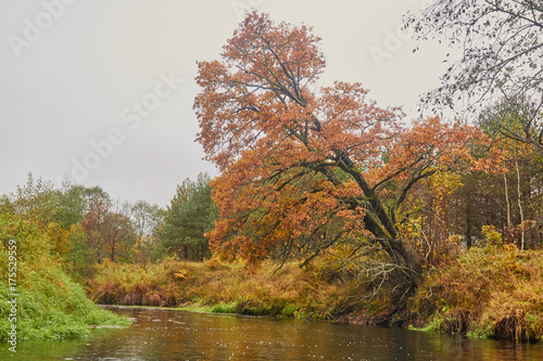 oak over the river of water  autumn  orange foliage