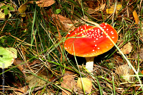 Fly agaric, Amanita muscaria poisonous fungus with red cap in forest