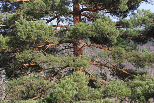 Scots pine in Pyrenees, Pinus sylvestris