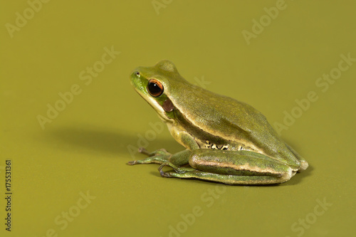 Frog, La Pampa, Argentina