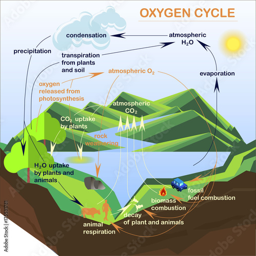 Scheme of the Oxygen cycle, flats design stock vector illustration