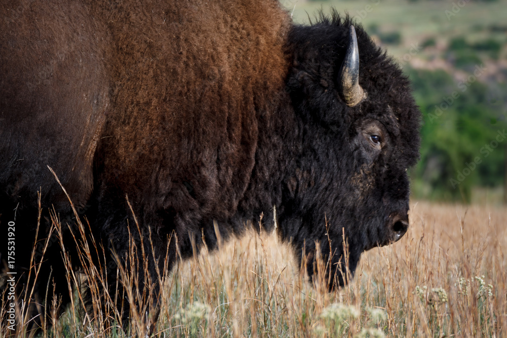Fototapeta premium Buffalo Portrait