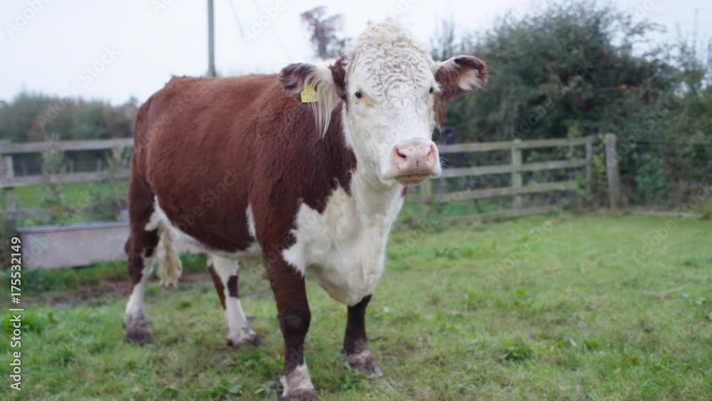 Young cow standing alone out in the field. No people. Young cow standing alone out in the field. No people.