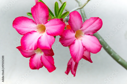 Beautiful azalea obesum pink flower in the garden
