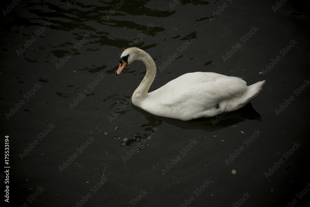 Fototapeta premium Schwan