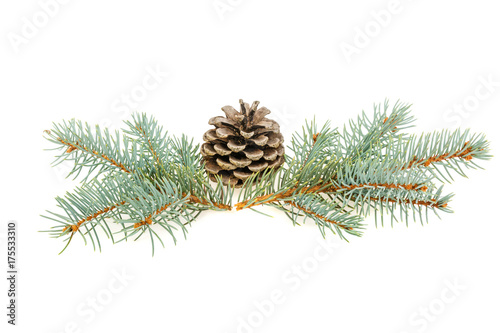 Spruce spruce and pine cone isolated on white background