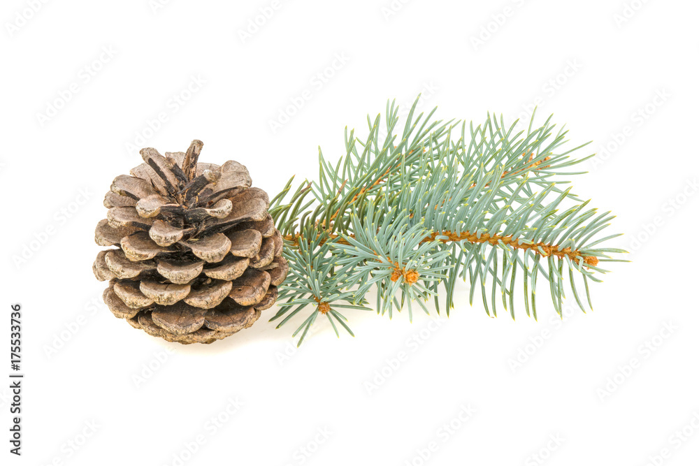 Spruce spruce and pine cone isolated on white background Spruce spruce and pine cone isolated on white background