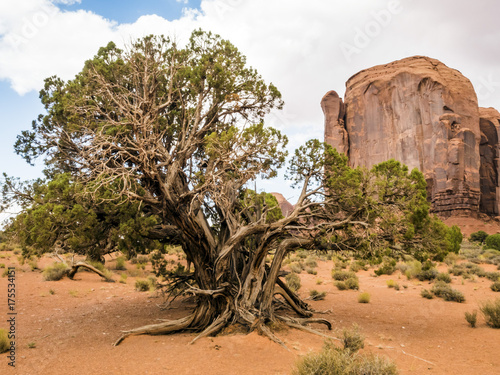 Monument Valley, old trees - Arizona, AZ, USA