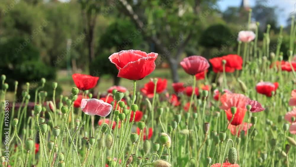 Meadow with beautiful bright red poppy flowers in spring Meadow with beautiful bright red poppy flowers in spring