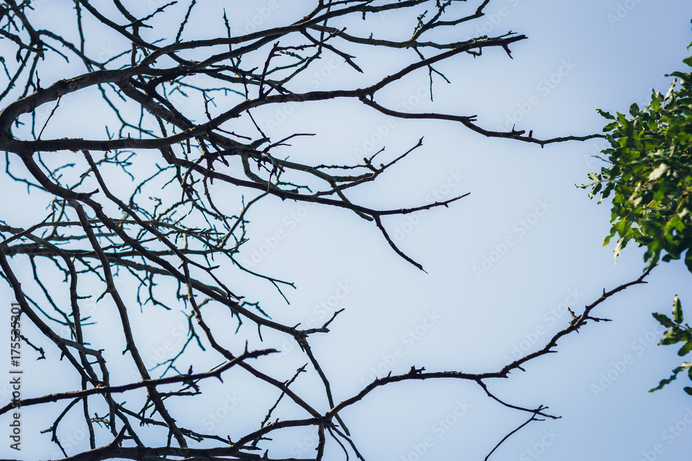 beautiful old branches of a dry tree against a blue sky next to a green rich foliage. Opposites in one photo. beautiful old branches of a dry tree against a blue sky next to a green rich foliage. Opposites in one photo.