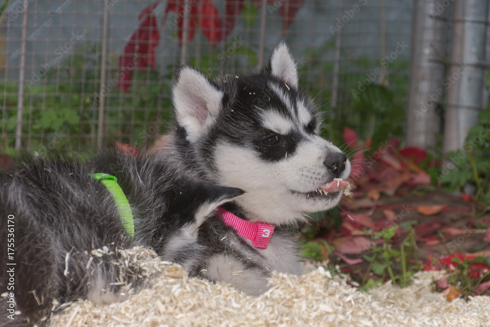 Fototapeta premium Husky Welpe spielt in Streu
