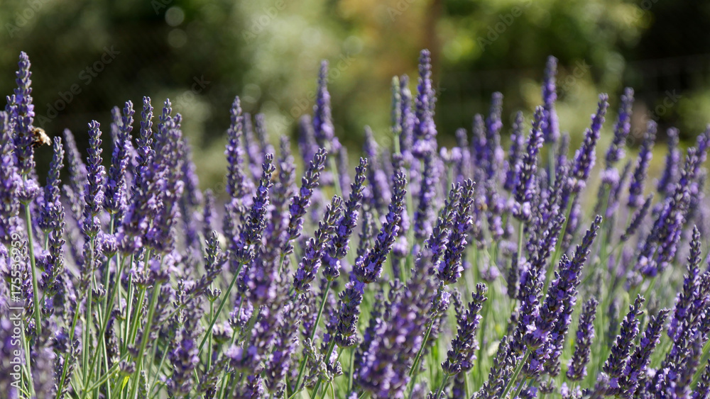 Fototapeta premium Fiori di lavanda in Provenza