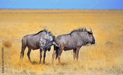 Two Blue Wildebeest standing on the dry Etosha Plains in Namibia