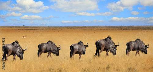 Straight line of wildebeest walking across the dry open plains in etosha with a nice blue cloudy sky