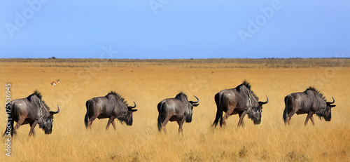 Herd of wildebeest walking across the vast empty dry plains in Etosha, with a clear blue sky and yellow dried grass © paula