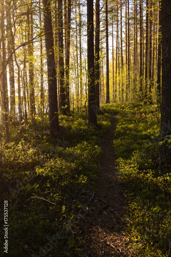 Footpath in Nordic forest with light green leaves and blueberry twigs © Mps197