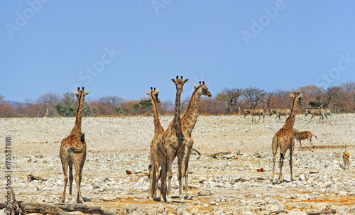Journey of giraffes walking across the dry african plains in Namibia