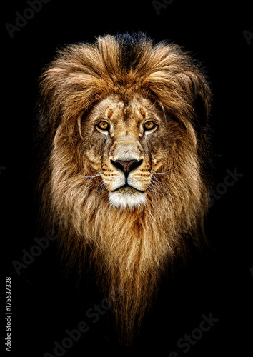 Portrait of a Beautiful lion, lion in dark © Baranov