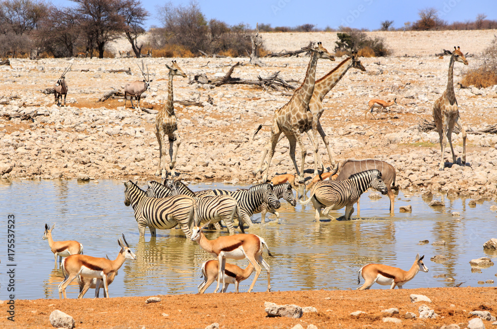 Ταπετσαρία Giraffes, Zebra, Impala sharing a waterhole in Etosha, Namibia, Africa