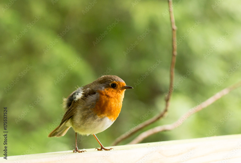 Isolated Robin resting with a natural green background Isolated Robin resting with a natural green background
