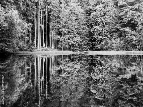 Boubin lake. Reflection of lush green trees of Boubin Primeval Forest, Sumava Mountains, Czech Republic. Black and white image. photo