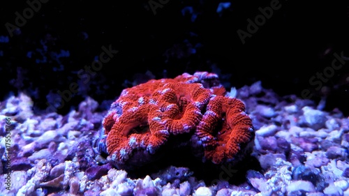 Red Acanthastrea lps coral