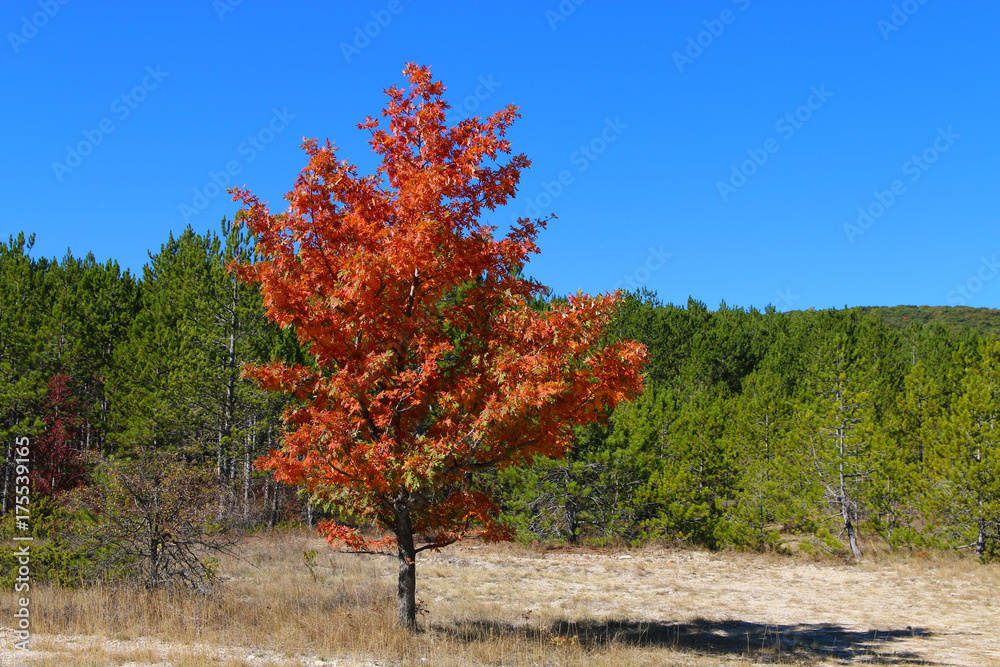 Naklejka premium COULEURS D'AUTOMNE