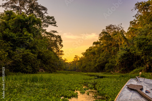 Amazon Jungle