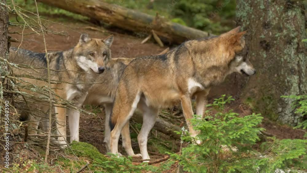 Eurasian wolf (Canis lupus lupus) Eurasian wolf (Canis lupus lupus)