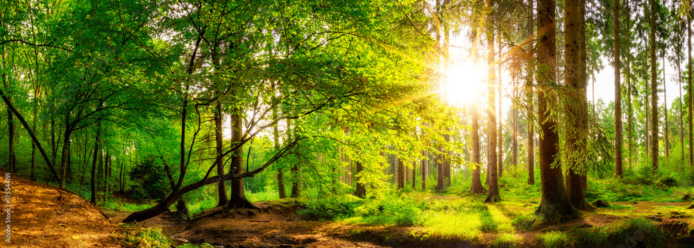 Panorama of a beautiful forest with bright sun