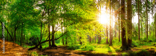 Panorama of a beautiful forest with bright sun