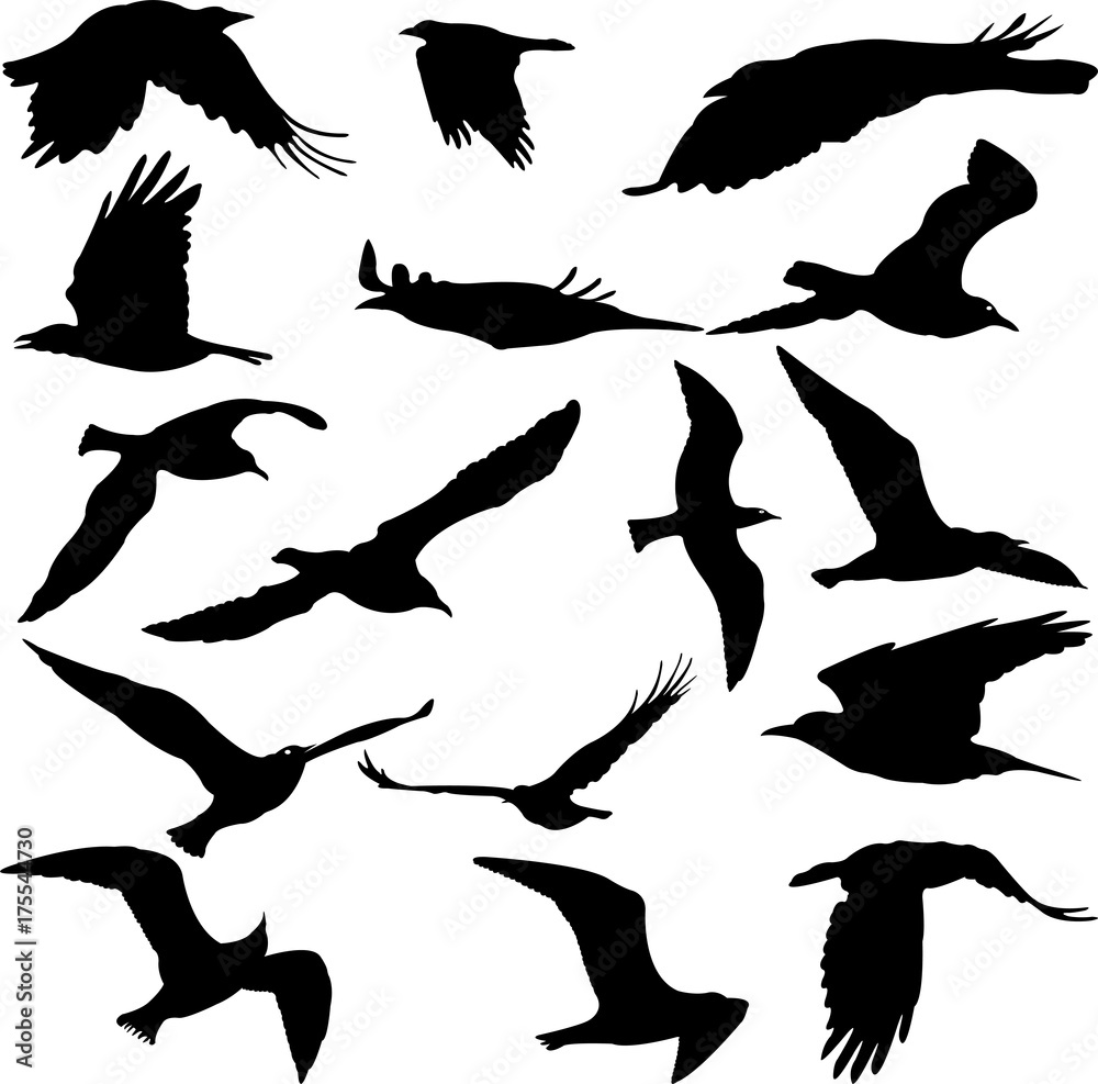 Obraz premium Birds Silhouettes collection - vector