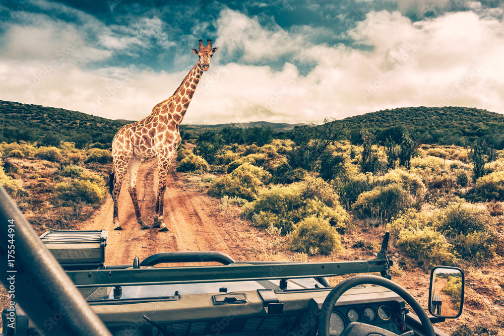 Fototapeta premium Afrykańskie safari dzikiej przyrody