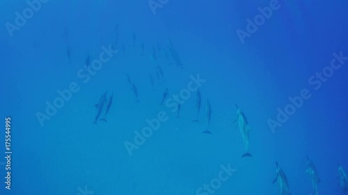 Big pod of wild dolphins traweling underwater in blue ocean water photo