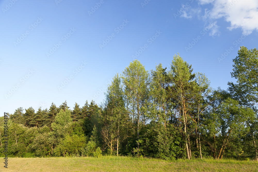 trees growing in the forest in the summer