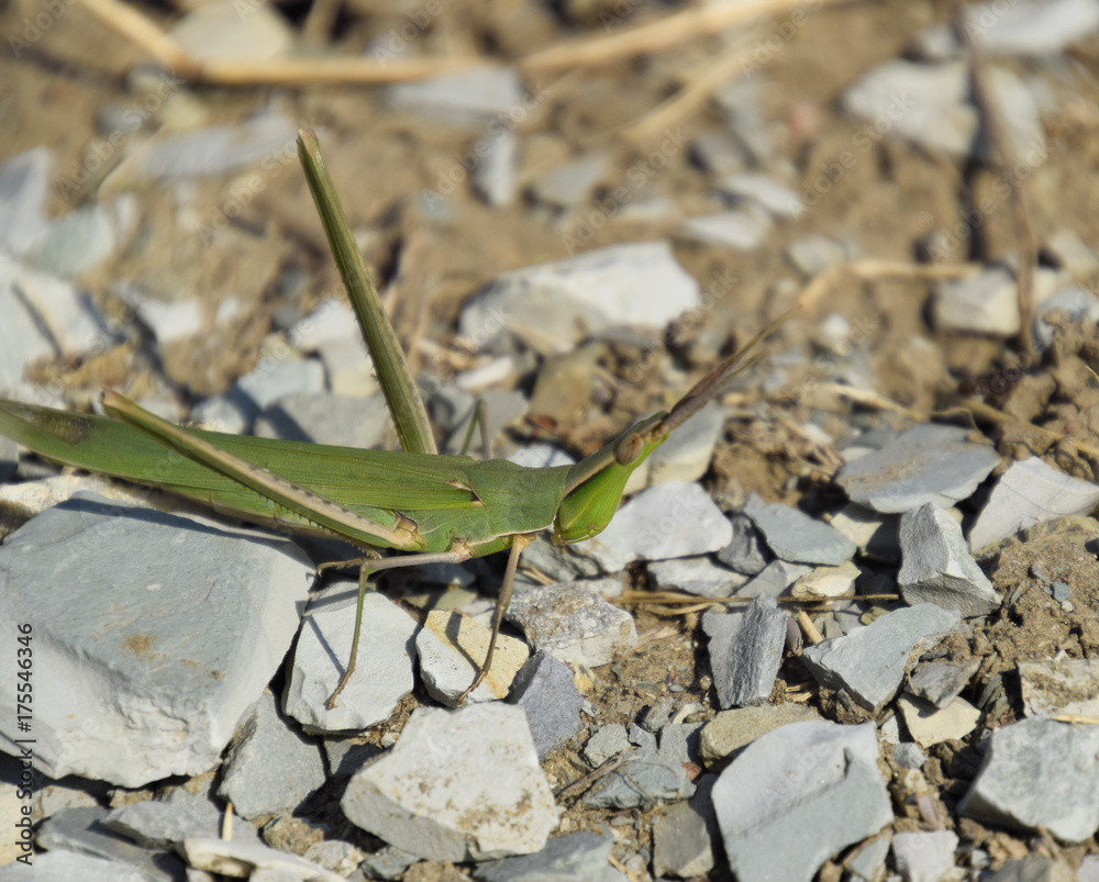 Green locust, wing insect. Pest of agricultural crops Green locust, wing insect. Pest of agricultural crops