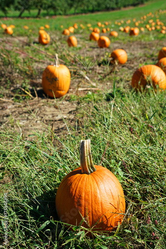 Pumpkins in the field in the harvest season