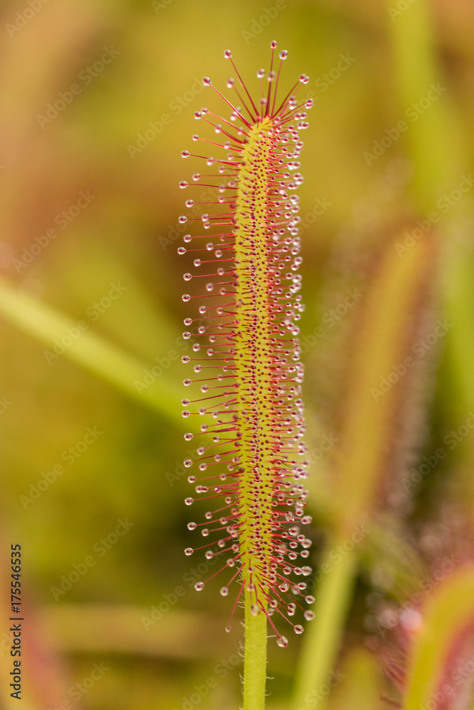 Drosera Capensis close-up view.