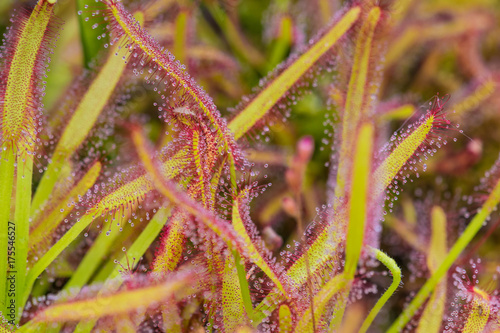 Drosera Capensis close-up view.