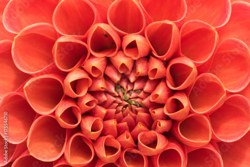 Fotografija Closeup of crimson dahlia bloom.