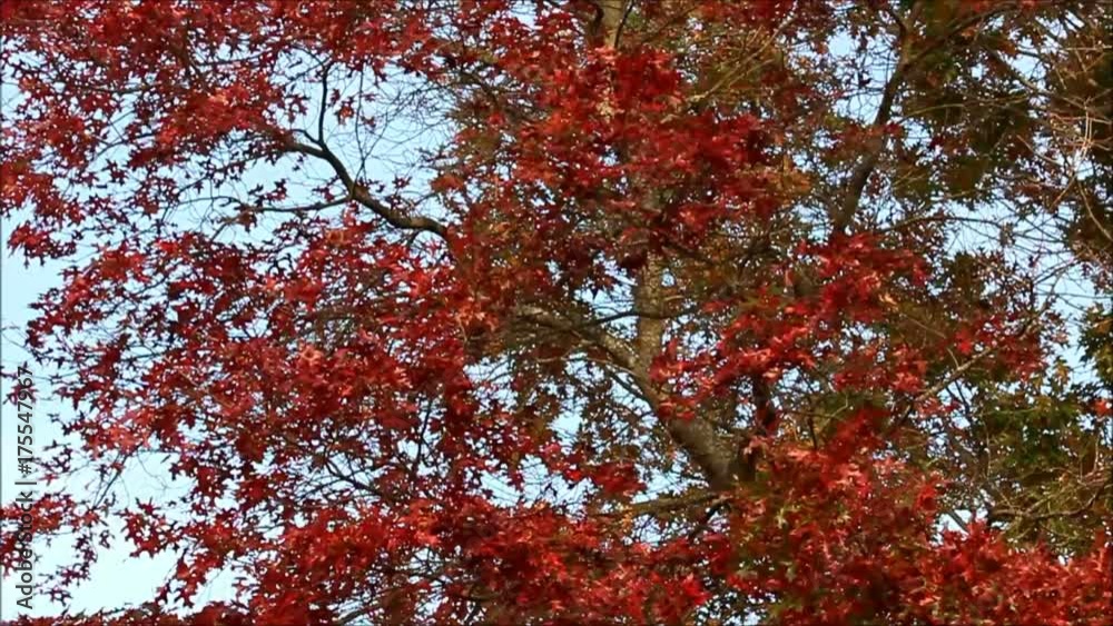 Red fall leaves blowing in the wind Red fall leaves blowing in the wind