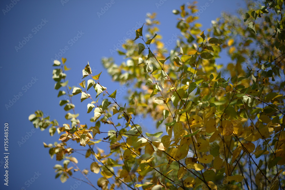 紅葉 カツラ 紅葉 カツラ