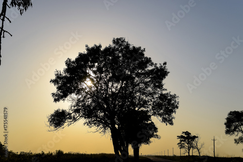 Lime tree on a sunset background. Black silhouette of a tree.