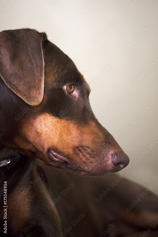 Doberman Pinscher laying on step looking down