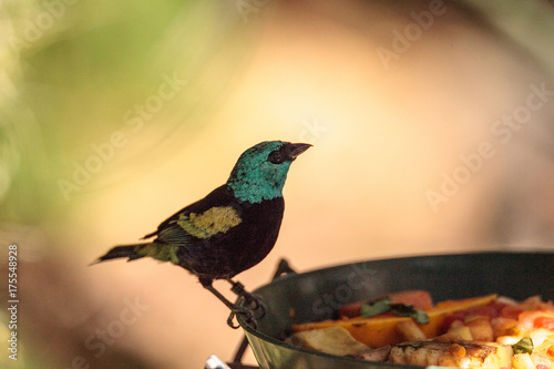 Blue necked tanager Tangara cyanicoilis photo