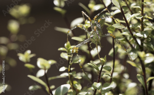 Green Plant Spider perched on Silversheen branches and leaves