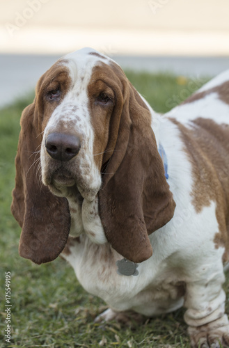 Brown and White spotted Basset Hound Dog