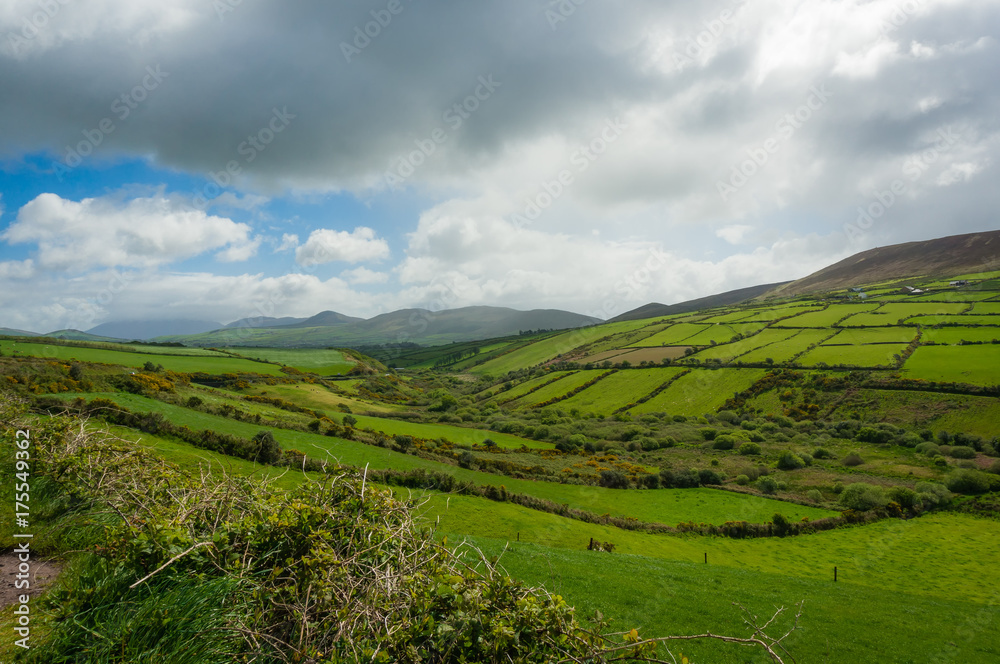 Rolling farmland on Dingle Peninsula, County Kerry