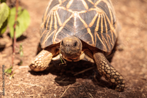 Burmese star tortoise Geochelone platynota photo