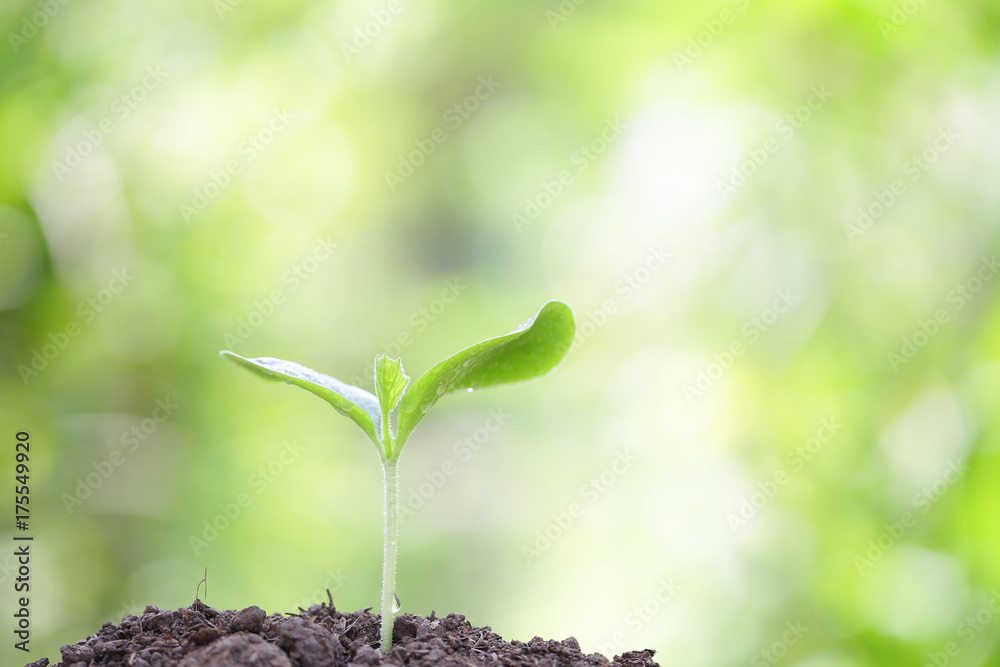 Growing sprout Growing sprout